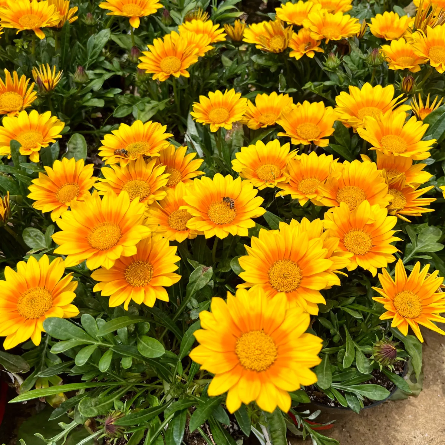 Gazania Suncarpet® - Sonnenteppich in Gelb