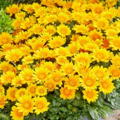 Gazania Suncarpet® - Sonnenteppich in Gelb