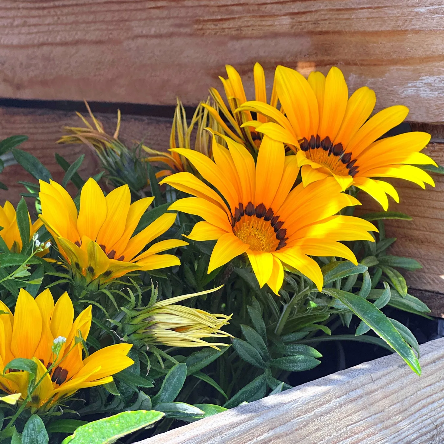 Gazania Suncarpet® - Sonnenteppich in Gelb
