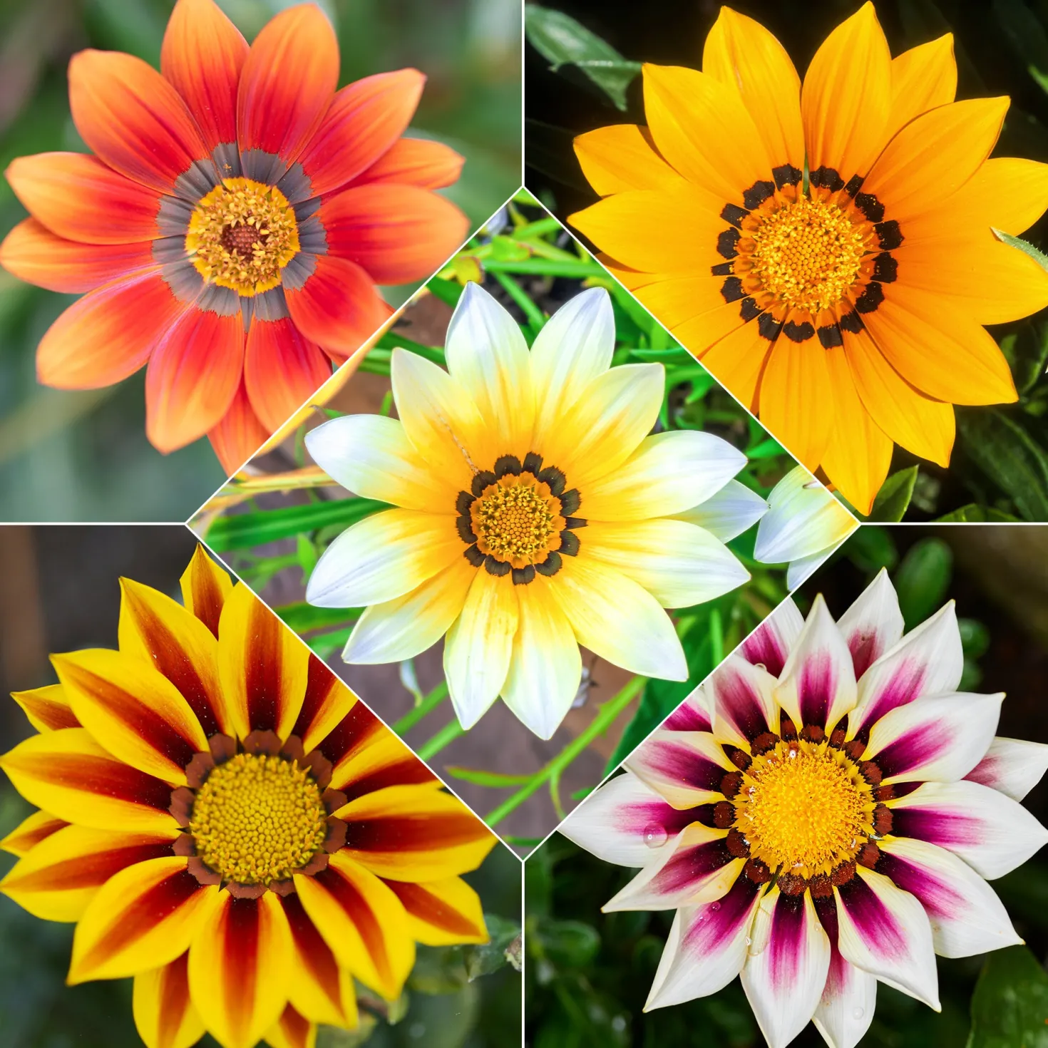 Gazanie Mischung (x3) - Sonnenfarben für Ihren Garten