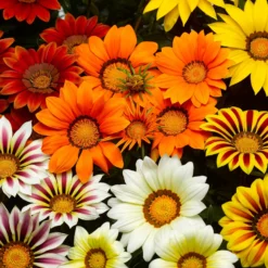 Gazanie Mischung (x3) - Sonnenfarben für Ihren Garten
