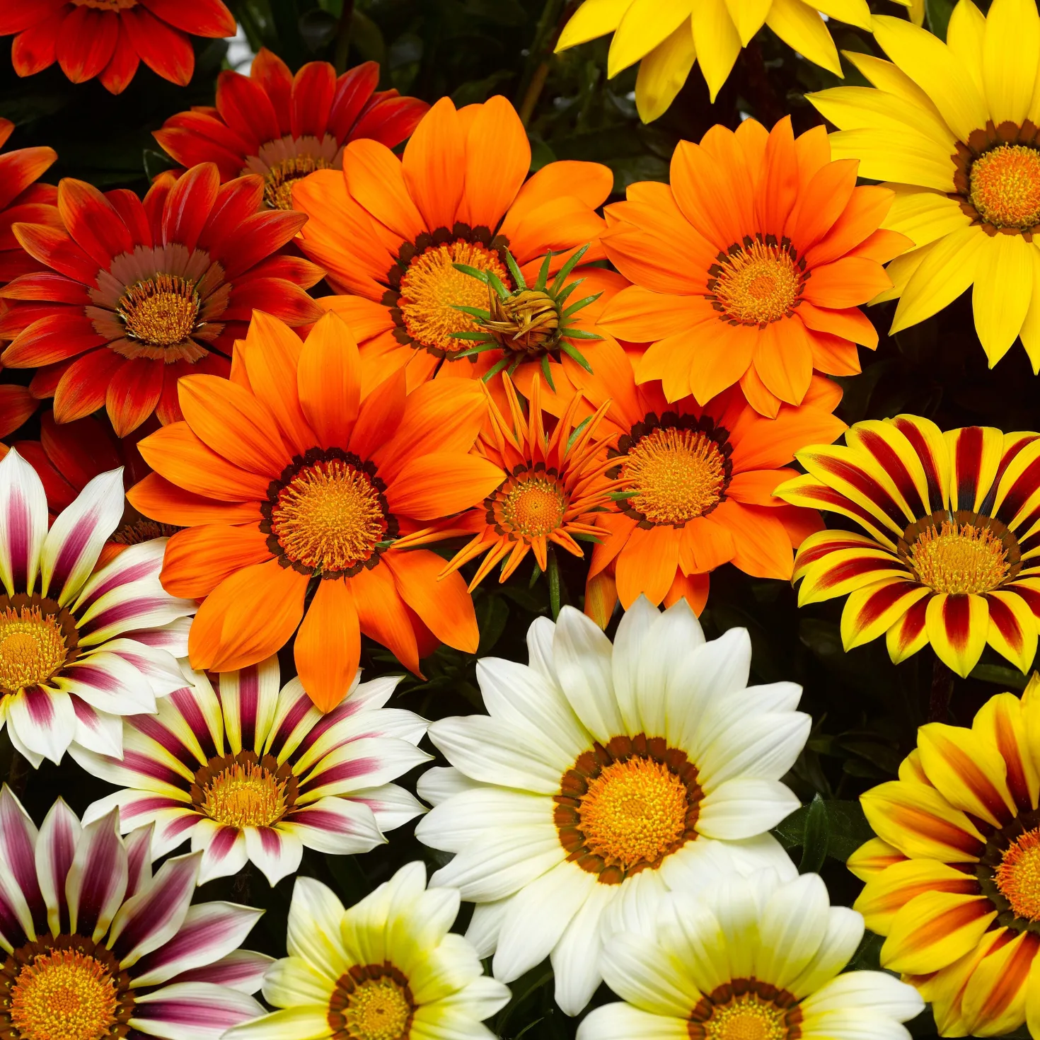 Gazanie Mischung (x3) - Sonnenfarben für Ihren Garten