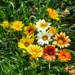 Gazanie Sunshine Hybrids - Sonne satt im Beet