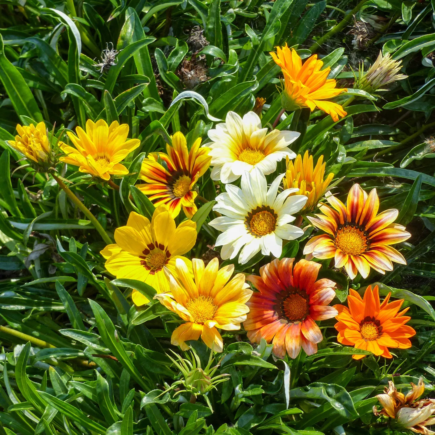 Gazanie Sunshine Hybrids - Sonne satt im Beet