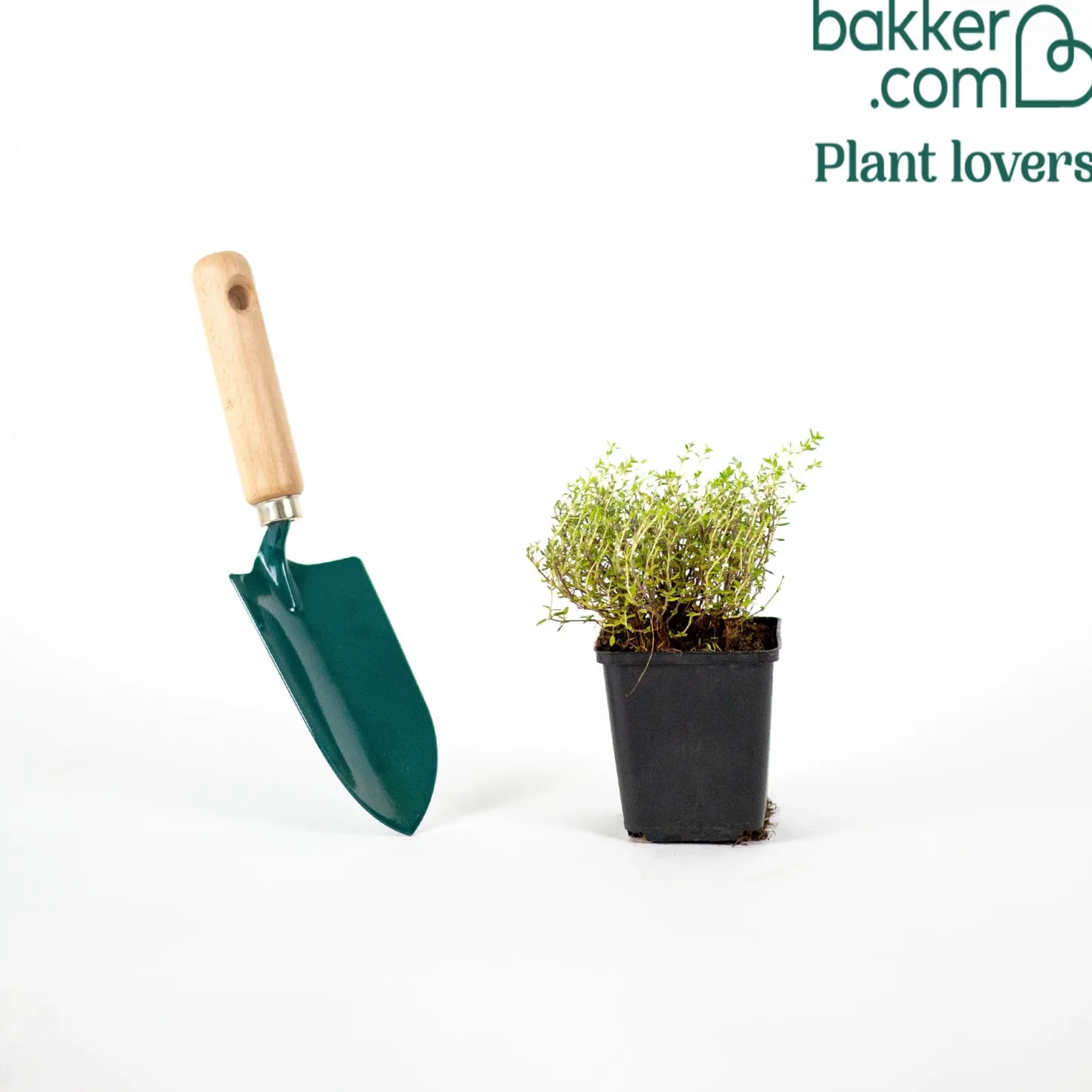 Gedrungener Thymian 'Compactus' - Würze direkt vom Beet