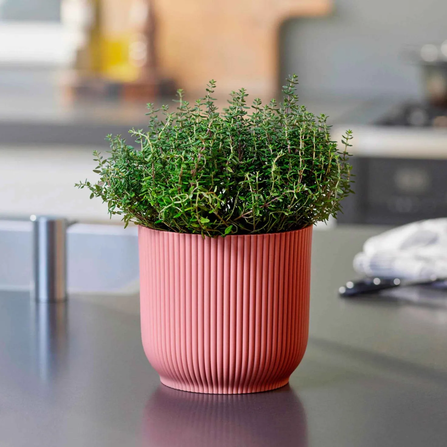 Gedrungener Thymian 'Compactus' - Würze direkt vom Beet