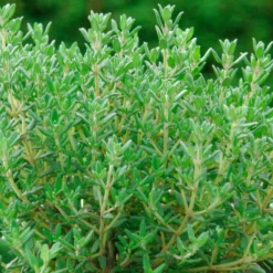Gedrungener Thymian 'Compactus' - Würze direkt vom Beet