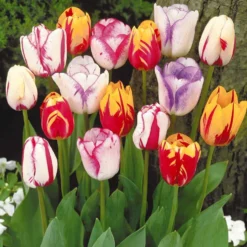 Geflammte Tulpen Mischung (x20) - Flammenmuster im Frühling