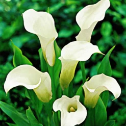 Gefleckte Calla (x2) - Elegante Blüten leicht gemacht
