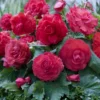 Gefüllte Begonie rosa (x5) - Rosa Blütenpracht ohne Aufwand