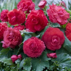 Gefüllte Begonie rosa (x5) - Rosa Blütenpracht ohne Aufwand