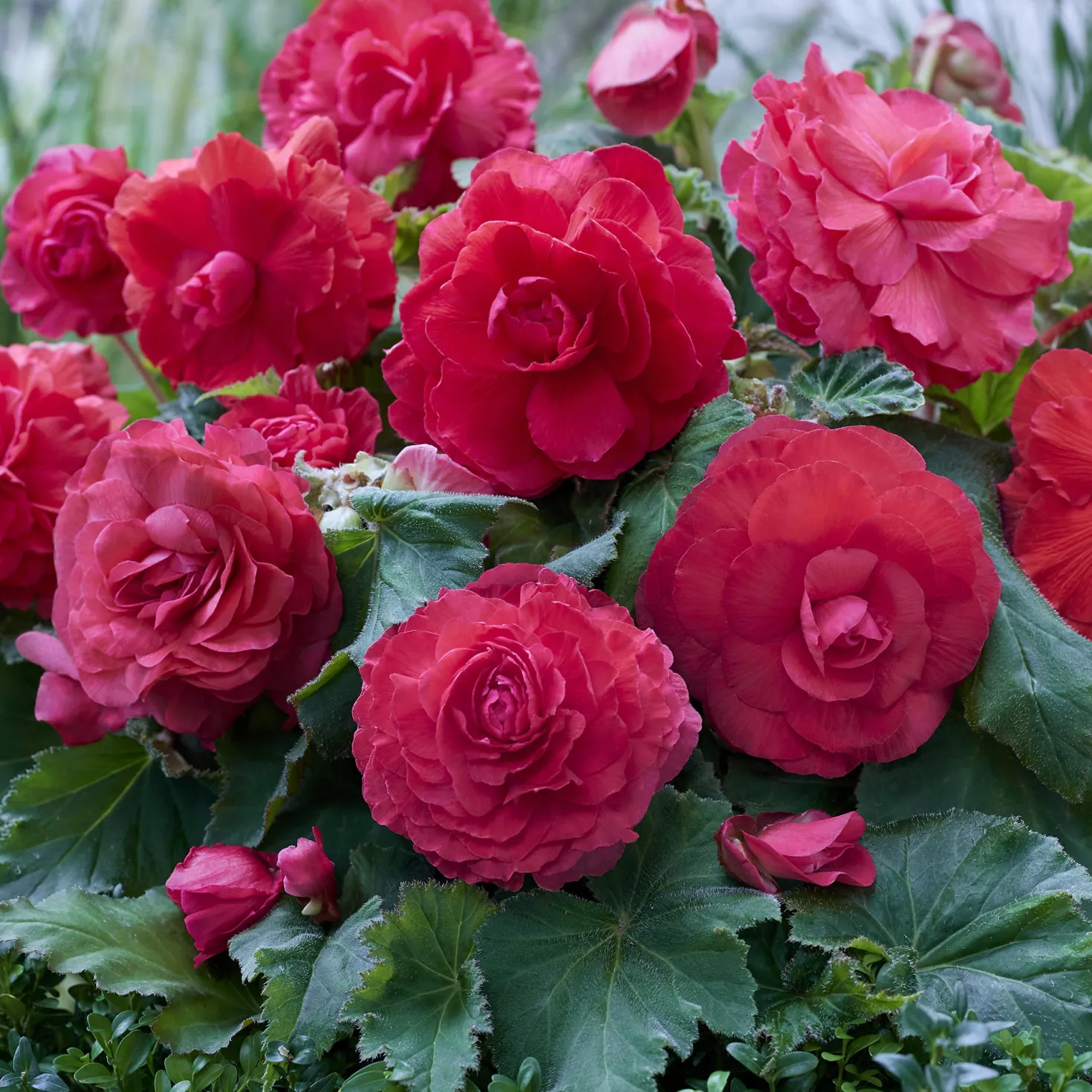 Gefüllte Begonie rosa (x5) - Rosa Blütenpracht ohne Aufwand