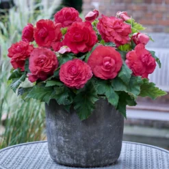 Gefüllte Begonie rosa (x5) - Rosa Blütenpracht ohne Aufwand