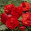 Gefüllte Begonie rot (x5) - Rote Blütenpracht bis Herbst