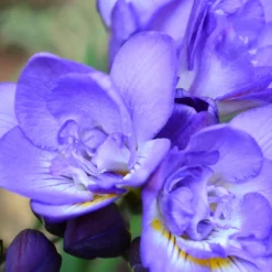 Gefüllte Freesien blau (x25) - Duftende Blüten für Balkon