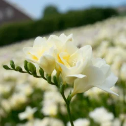 Gefüllte Freesien weiß (x25) - Weiße Blüten voller Duft