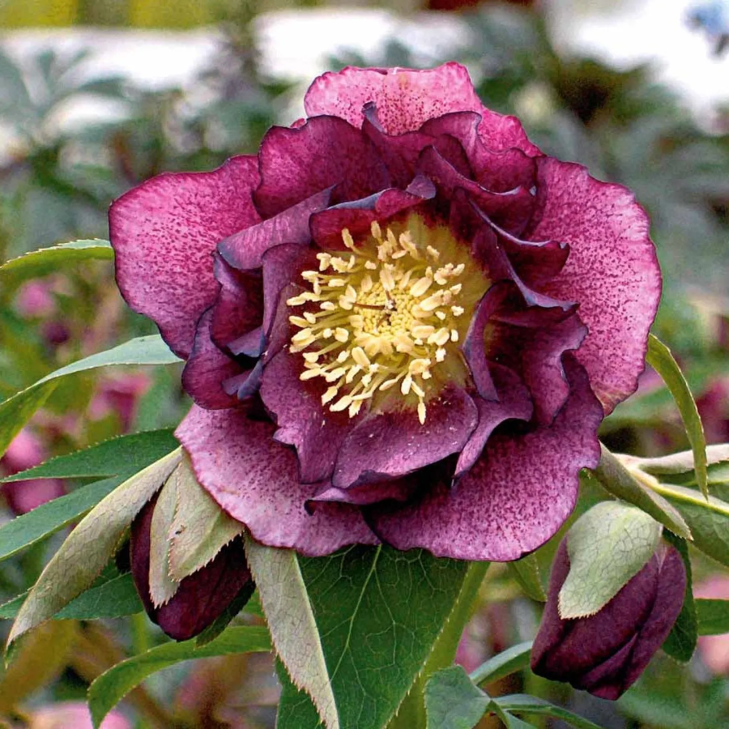 Gefüllte Lenzrosen ‘Double Ellen Red’ (x2) - Farbe mitten im Winter