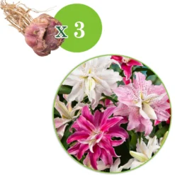 Gefüllte Lilien Mischung (x3) - Doppelt volle Blütenpracht