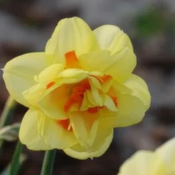 Gefüllte Narzisse 'Tahiti' (x10) - Doppelte Blüten, doppelte Wow
