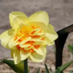 Gefüllte Narzisse 'Tahiti' (x10) - Doppelte Blüten, doppelte Wow