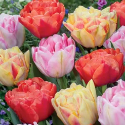 Gefüllte Pfingstrosen-Tulpen Mischung (x12) - Tulpen wie Pfingstrosen