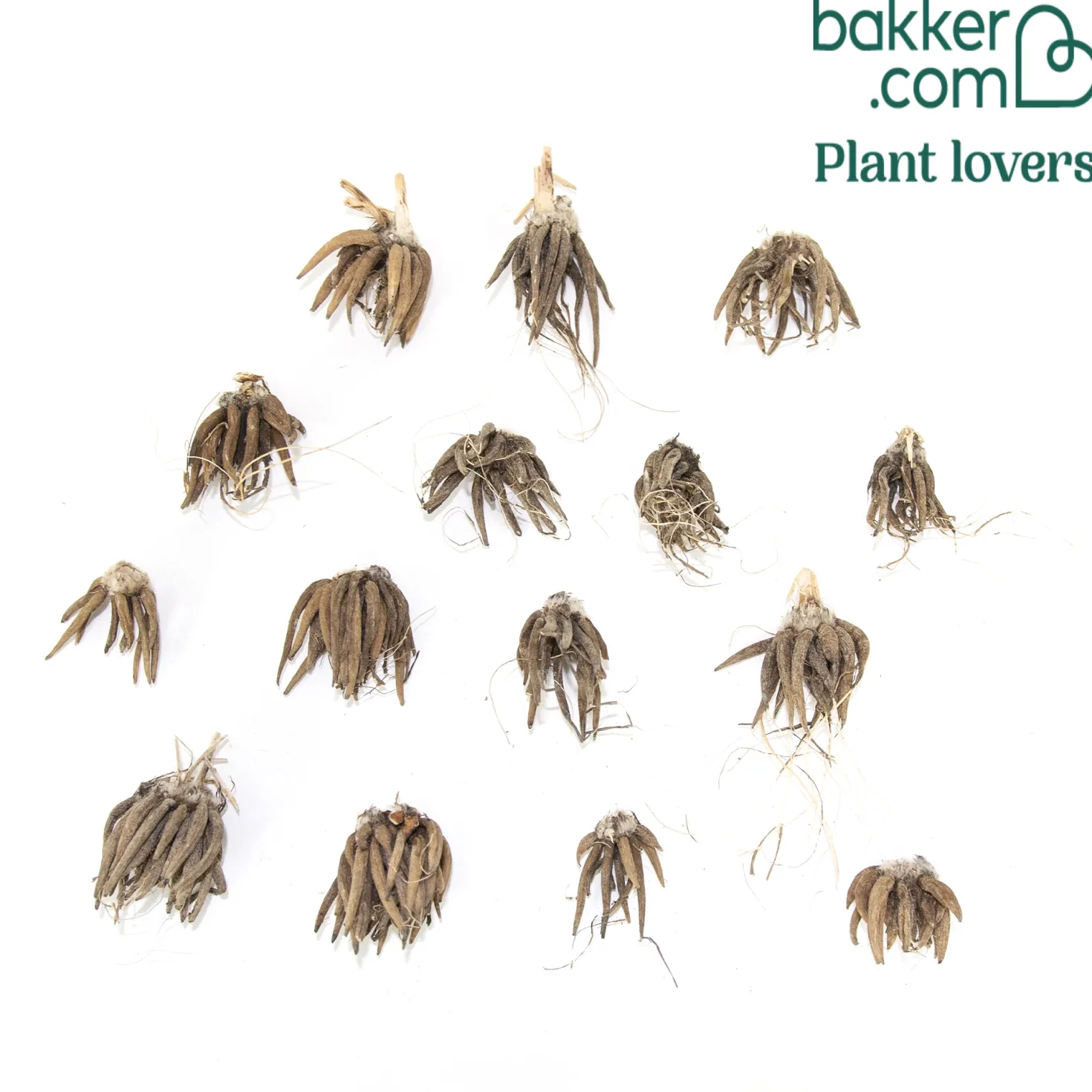 Gefüllte Ranunkeln ‘Peony Blend’ Mischung (x15) - Pfingstrosen-Look, kinderleicht