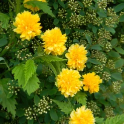 Gefüllter Ranunkelstrauch Pleniflora - Goldregen ohne Aufwand