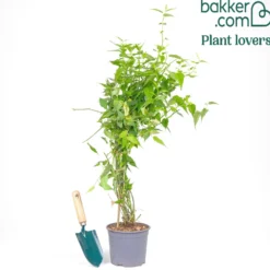 Gefüllter Ranunkelstrauch Pleniflora - Goldregen ohne Aufwand
