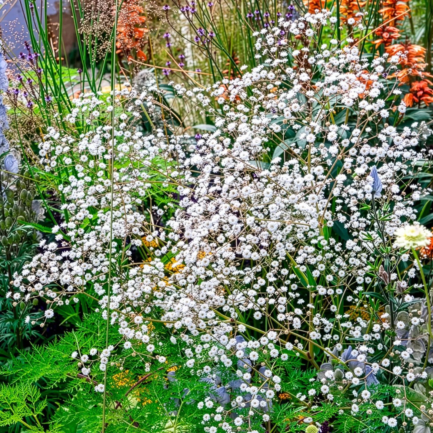 Gefülltes Schleierkraut Bristol Fairy - Weiße Blütenwolke im Garten