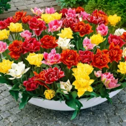 Gefüllte Tulpen 'Murillo' (x20) - Doppelt gefüllte Frühlingspracht