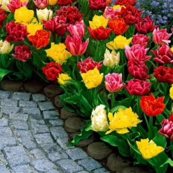 Gefüllte Tulpen 'Murillo' (x20) - Doppelt gefüllte Frühlingspracht