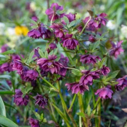 gefüllte violette Helleborus Ellen (x2) - Blüten mitten im Winter