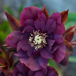 gefüllte violette Helleborus Ellen (x2) - Blüten mitten im Winter