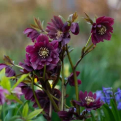 gefüllte violette Helleborus Ellen (x2) - Blüten mitten im Winter