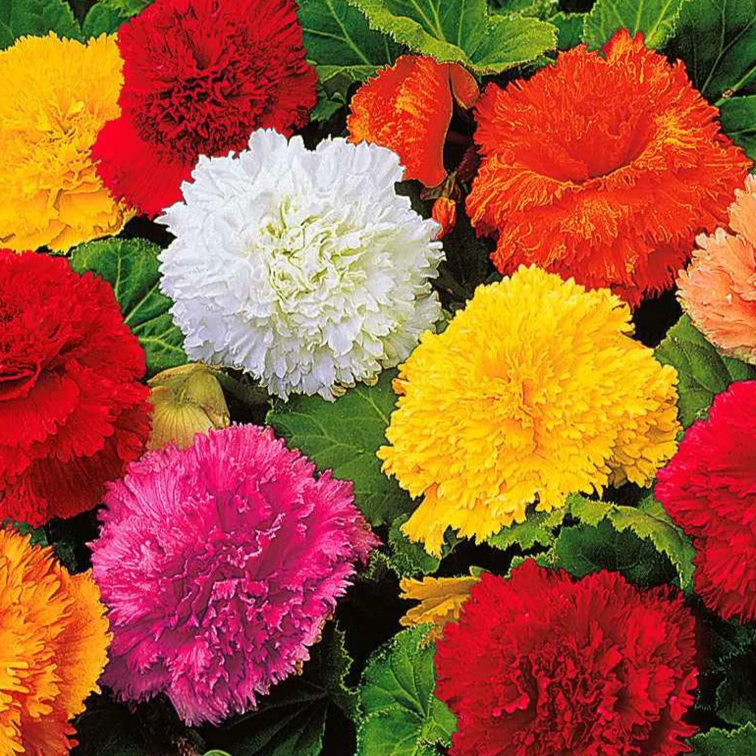 Gefranste Begonien 'Fimbriata' (x10) - Gefranste Blüten, volle Pracht