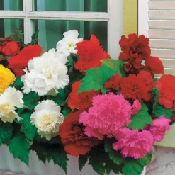 Gefranste Begonien Mischung (x25) - Volle Blüte den ganzen Sommer