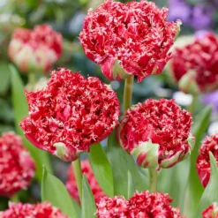 Gefranste, gefüllte Tulpen ‘Qatar’ (x5) - Doppelt gefüllt, doppelt schön
