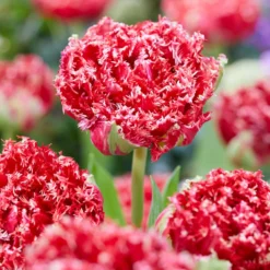 Gefranste, gefüllte Tulpen ‘Qatar’ (x5) - Doppelt gefüllt, doppelt schön