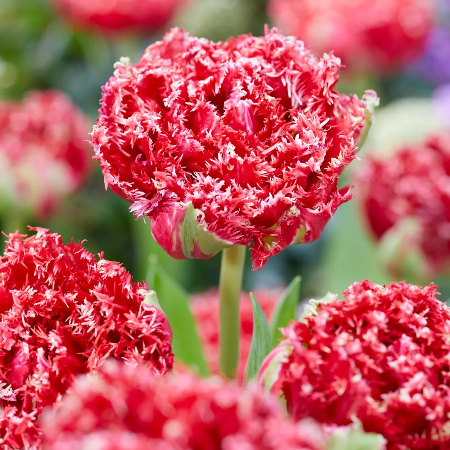 Gefranste, gefüllte Tulpen ‘Qatar’ (x5) - Doppelt gefüllt, doppelt schön