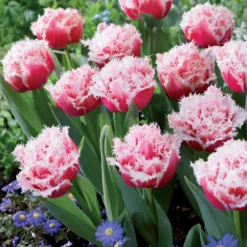 Gefranste, gefüllte Tulpe ‘Queensland’ (x5) - Doppelt gefüllt, doppelt schön