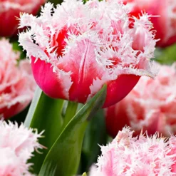 Gefranste, gefüllte Tulpe ‘Queensland’ (x5) - Doppelt gefüllt, doppelt schön