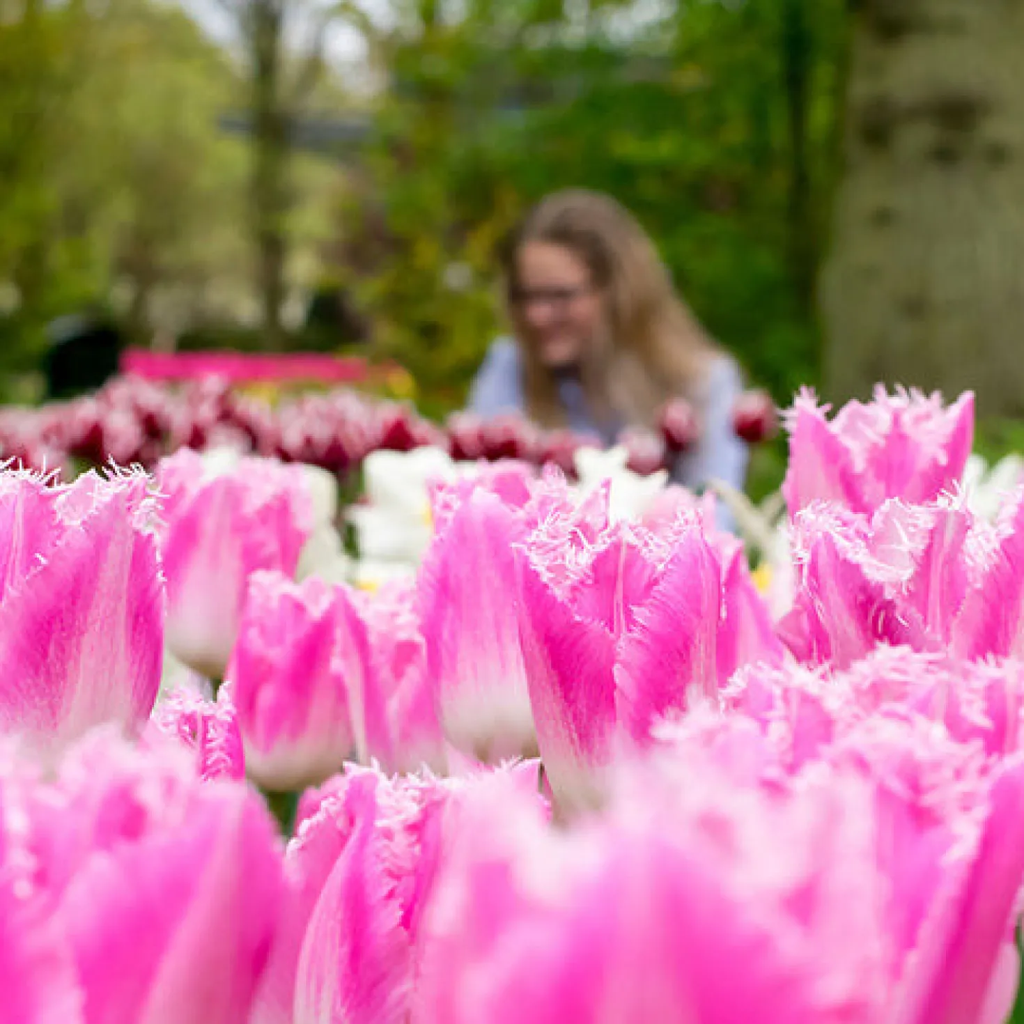 Gefranste Tulpe Huis ten Bosch (x20) - Fransen-Zauber im Frühling
