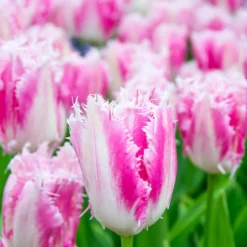 Gefranste Tulpe Huis ten Bosch (x20) - Fransen-Zauber im Frühling