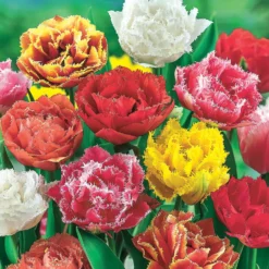 Gefranste Tulpen Mischung (x20) - Tulpen mit Fransen-Effekt