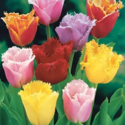 Gefranste Tulpen Mischung (x20) - Tulpen mit Fransen-Effekt