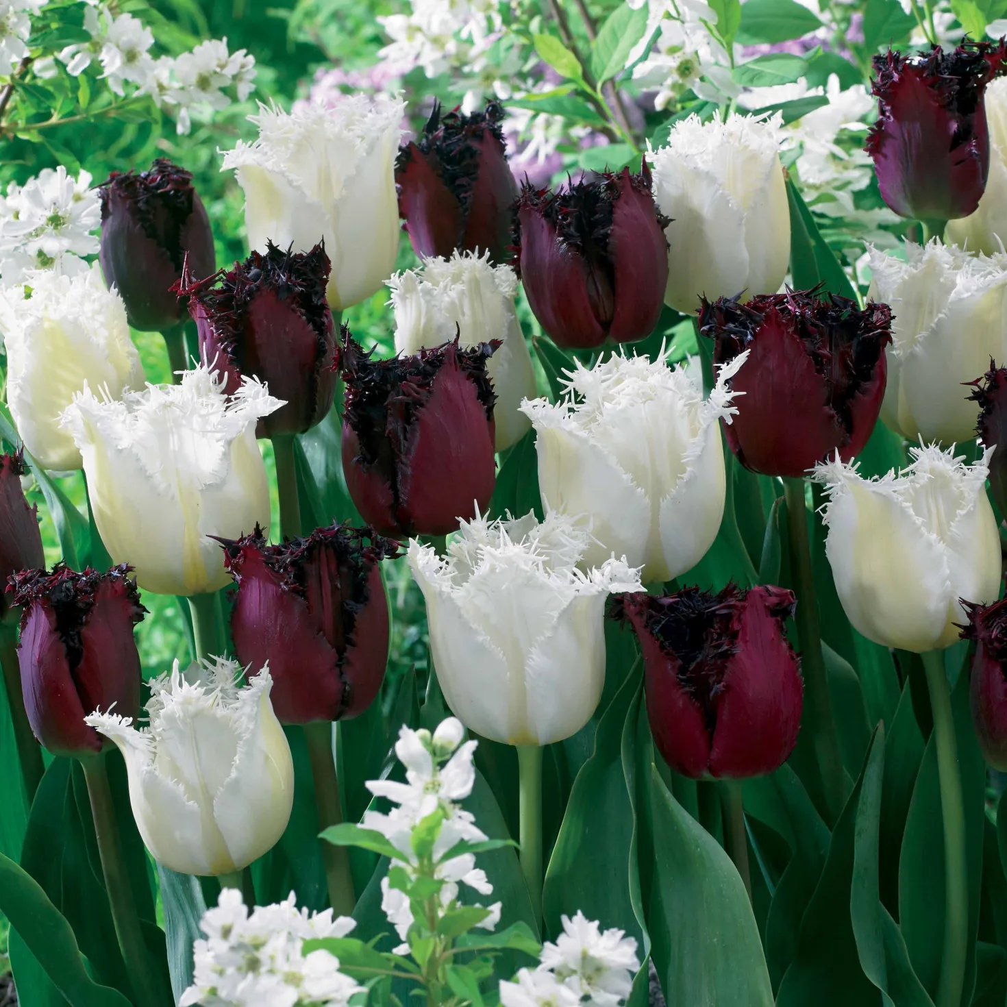Gefranste Tulpen 'Northpole' & 'Labrador' (x10) - Blüten mit Fransen-Effekt