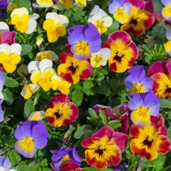 Gehörntes Veilchen - Farbenmeer den ganzen Sommer