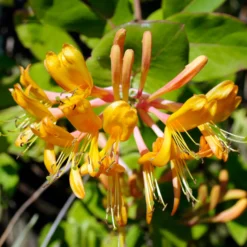 Geißblatt 'Copper Beauty' - Schnell grün, schnell blühend