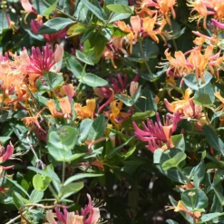 Geißblatt Goldflame - Duftende Blüten den Sommer lang
