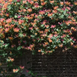 Geißblatt Goldflame - Duftende Blüten den Sommer lang